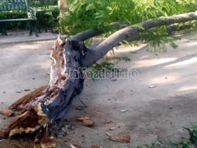 TALAVERA | Cae otro árbol en los Jardines del Prado