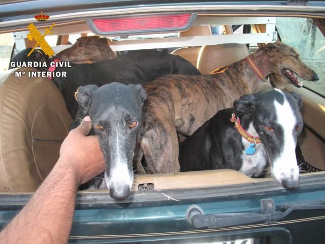 Imagen de archivo del rescate de galgos