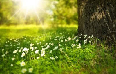 El TIEMPO | Hoy es el Día de la Marmota: ¿cómo será la primavera?