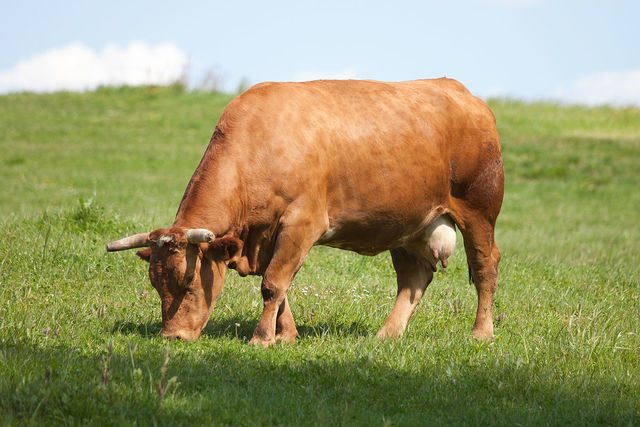 La Audiencia Provincial de Ciudad Real autoriza la muerte de 53 vacas abandonadas en Navalpino