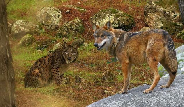 Talavera acoge la II Semana de Cine de Naturaleza