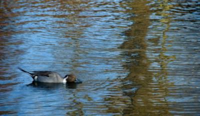 El TSJ de Castilla-La Mancha anula la ampliación de la protección de la Laguna de Hito que impedía el silo