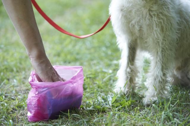 El Ayuntamiento presenta una campaña de sensibilización  dirigida a los propietarios de perros “para tener una ciudad más limpia” 