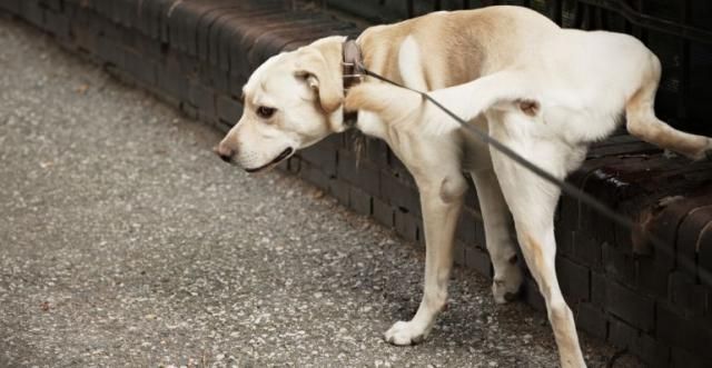 Perro orinando en la calle / Getty Images