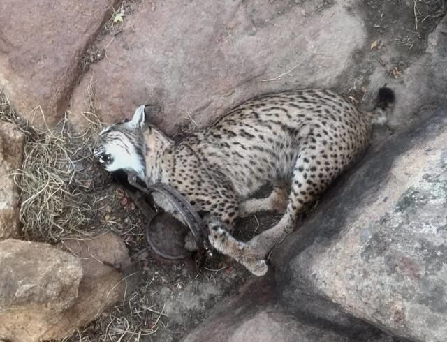 Cazadores furtivos matan a cuatro linces en Castilla-La Mancha