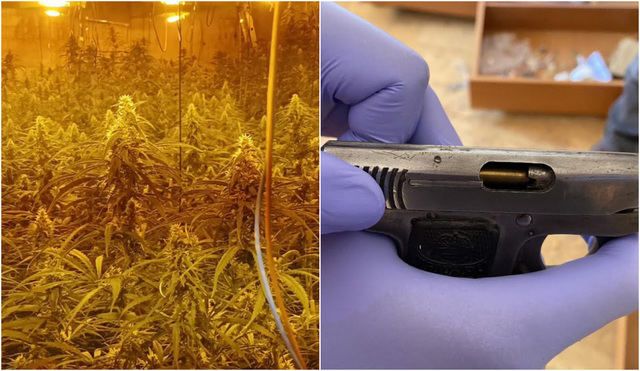 Detienen a tres personas e incautan 634 plantas de marihuana y un arma en La Mata