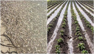 El desastre del Mar Menor se podía haber evitado: cultivos ilegales, consumo de agua sin control...