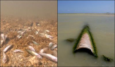 ¿Quién mató al Mar Menor? Greenpeace lo tiene claro