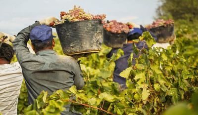 La vendimia generará este año entre 750.000 y 900.000 jornales en CLM