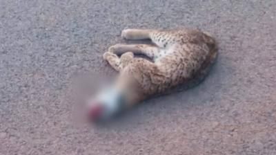 Nuevo atropello mortal de un lince en las carreteras de CLM