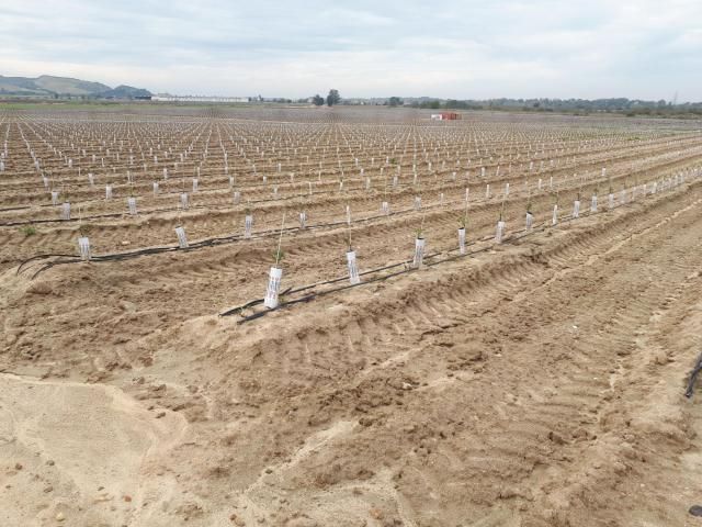 Plantación reciente de frutos secos en Talavera de la Reina