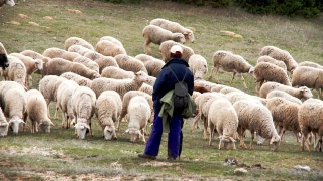 Castilla-La Mancha flexibiliza las restricciones por la viruela ovina y caprina.