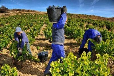 ASAJA revisa las estimaciones de producción de vino y mosto en Castilla-La Mancha