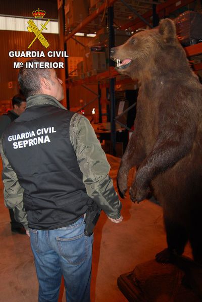 La Guardia Civil interviene colmillos, patas de elefante, hipopótamos, osos y lobos