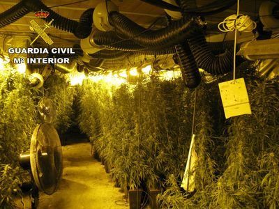 ACTUALIDAD | Detenidos padre e hijo por cultivar marihuana