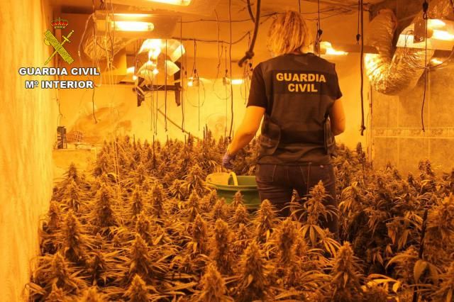 Cuatro detenidos y desmanteladas 901 plantas de marihuana en una vivienda