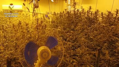 Más marihuana: miles de plantes incautadas en dos pueblos de Toledo