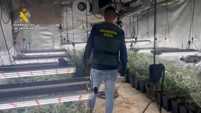 Detenidos 55 miembros de una banda que cultivaba cannabis en Toledo, Guadalajara y Madrid