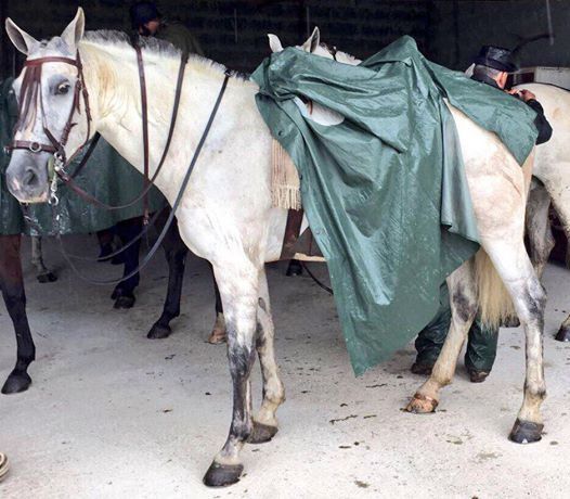 Zeus, el caballo robado y que murió en la A-5