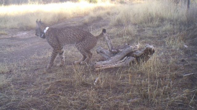 Muere un lince ibérico en una trampa ilegal en San Pablo de los Montes (Toledo)