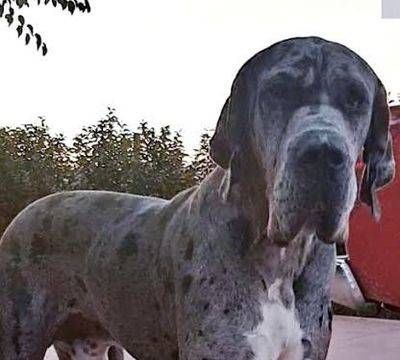 Ofrecen 500 euros por Max, un dogo alemán perdido en Talavera