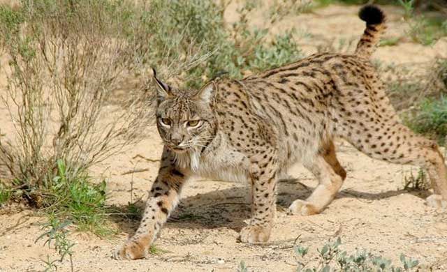 Hallan un lince muerto en la TO-3638 a su paso por San Pablo de los Montes 