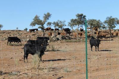 Presentan dos ofertas a la venta del ganado que quedaba en la finca 'El Borril'