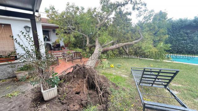 (Fotos) El vendaval arranca de cuajo un arbol y cae sobre una casa en Talavera