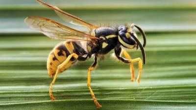 Fallece un hombre en Castilla-La Mancha tras sufrir la picadura de una avispa