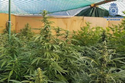 Incautan 300 plantas de marihuana en una finca de Talavera la Nueva