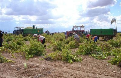 ASAJA CLM augura un escenario favorable al inicio de la campaña de la vendimia