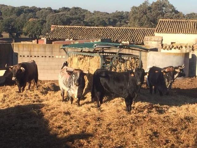 Las reses de Peñajara deleitan a los amantes taurinos en Cenicientos