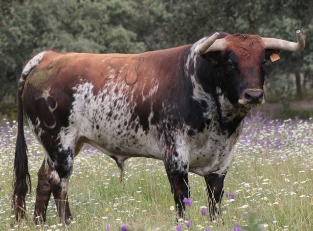 Peñajara de Casta Jijona, presente en la Corrida Concurso de Ganaderías de Zaragoza con 'Relojero'