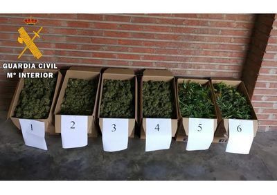 La Guardia Civil incauta 30 kilos de marihuana en Polán