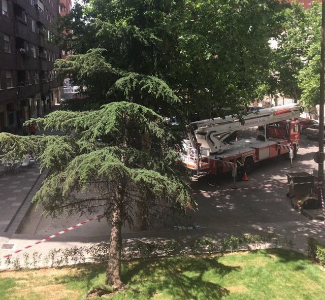 Cae un árbol de 13 metros de altura junto a un colegio de Talavera