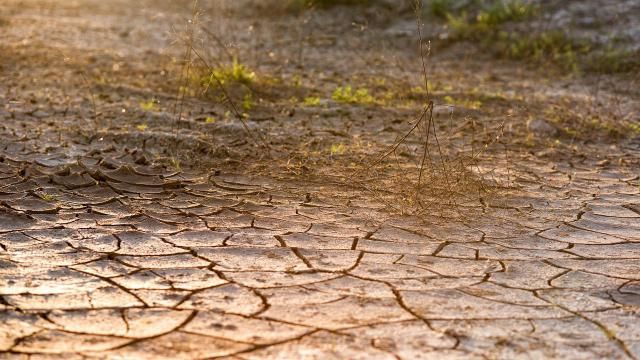 ASAJA CLM pide al Gobierno nacional que priorice la región para salvar los cultivos que están seriamente afectados por la extrema sequía 