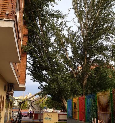 Fotos de la caída de un árbol de grandes dimensiones en Talavera