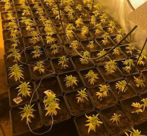 Detenido por cultivar 331 plantas de marihuana