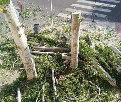 El Ayuntamiento repondrá los árboles de la calle Alvarado talados por riesgo de caída