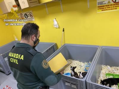 TOLEDO | La Guardia Civil detiene a 5 miembros de una red dedicada a la venta de cachorros de perro enfermos