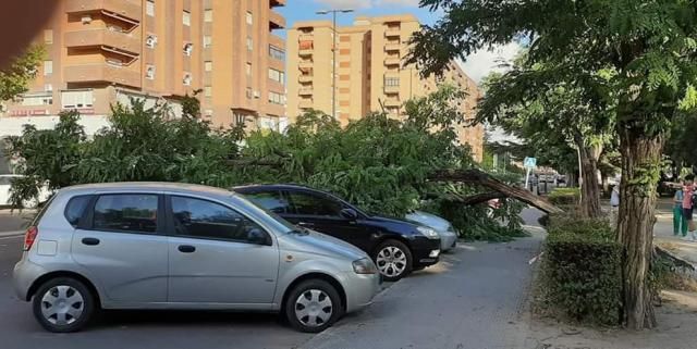 TALAVERA | Un árbol cae sobre los coches en la avenida Juan Carlos I