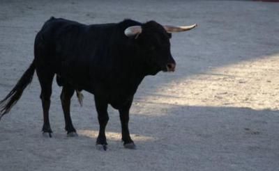 Trasladan al hospital a dos personas heridas por asta de toro