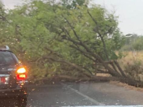 Una tormenta derriba ramas y un árbol en Talavera