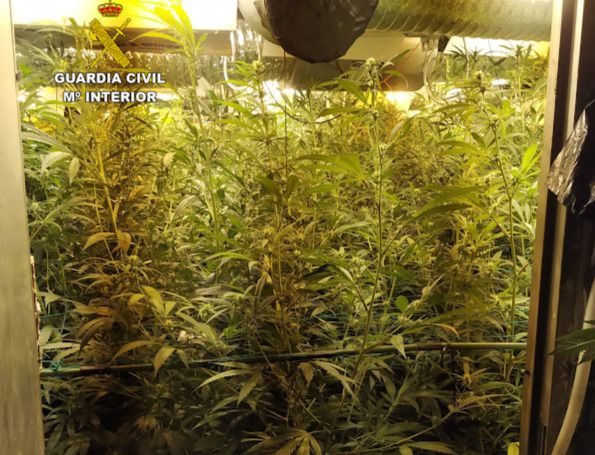 SUCESOS | Un joven de 19 años tenía 608 plantas de marihuana en una vivienda