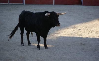 TOROS | Estas son las propuestas de CLM para mantener los festejos taurinos