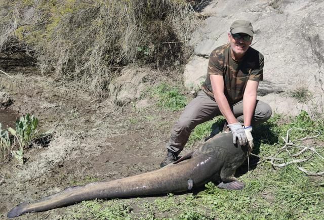 VÍDEO | Siluro: La pesca del 'monstruo’ del río Tajo