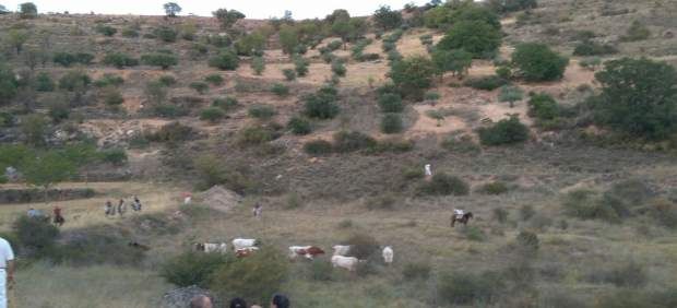 Atendidas siete personas de contusiones y luxaciones en los encierros por el campo de Brihuega (Guadalajara)