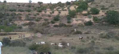 Atendidas siete personas en los encierros por el campo de Brihuega