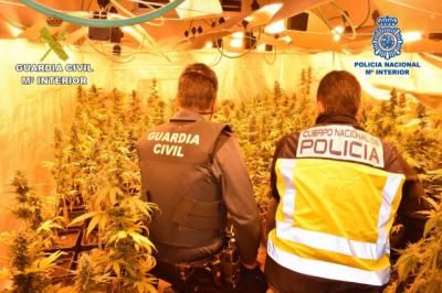 MARIHUANA | 5.500 plantas incautadas y seis personas detenidas