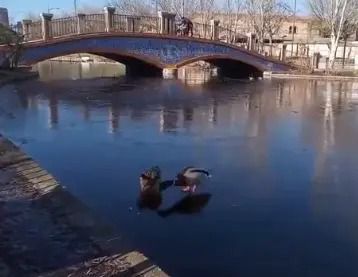 VÍDEO | Heladas en Talavera: cuando los patos de La Alameda caminan por el agua